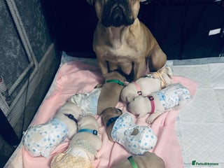 French Bulldog dogs for sale - Advert 1