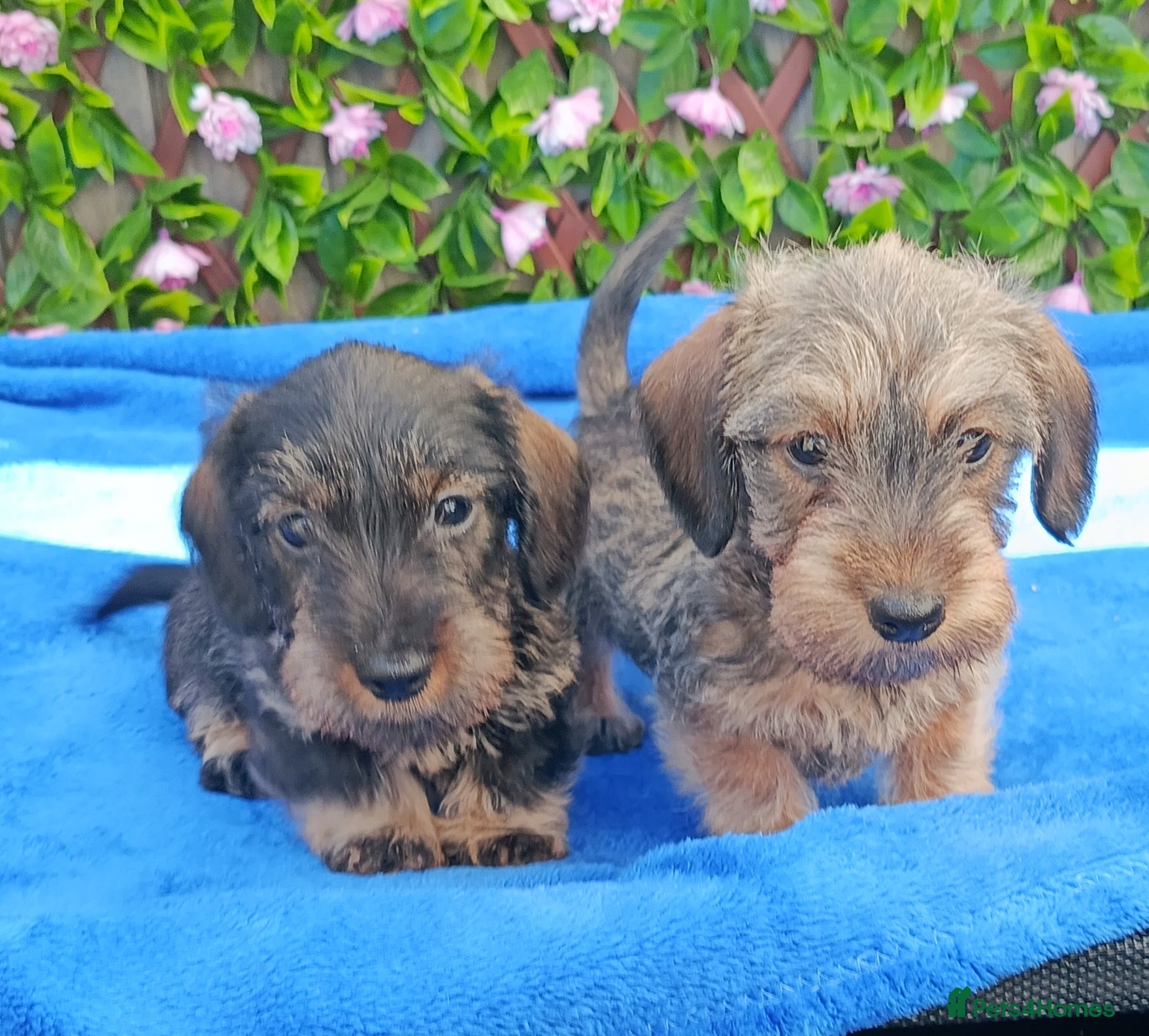 Miniature Dachshund dogs READY NOW MINI WIRES KC REG LAFORA PRA CL - Advert 7