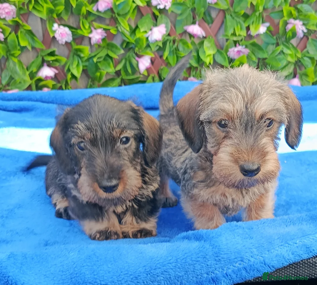 Miniature Dachshund dogs for sale: READY NOW MINI WIRES KC REG LAFORA PRA CL - Advert 1