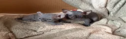 Sphynx cats for sale: 2 gorgeous sphynx boys - Advert 2