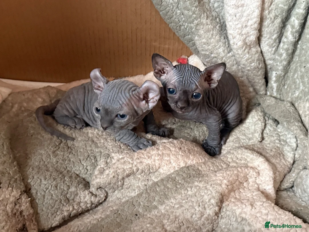 Sphynx cats for sale: 2 gorgeous sphynx boys - Advert 2