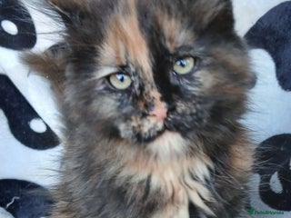 Maine Coon cats Gorgeous TICA reg Maine coon kittens - Advert 10