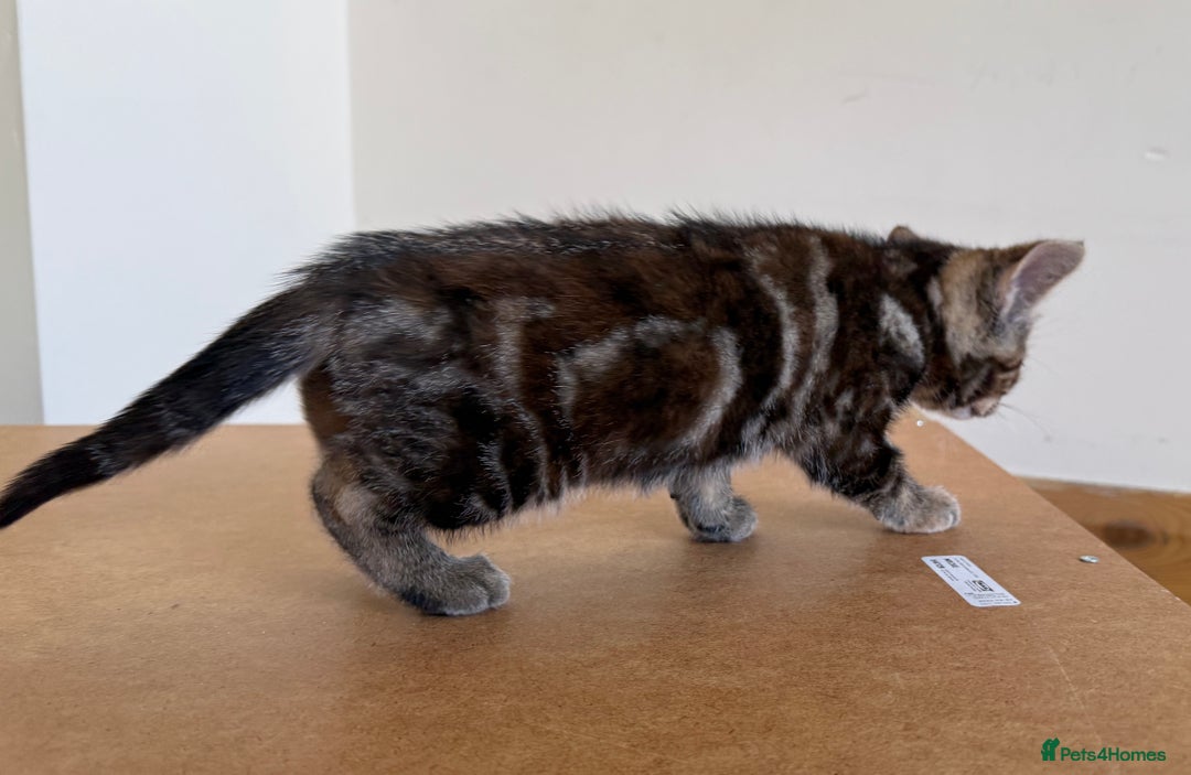 Mixed Breed cats for sale: Kitten looking for a loving home - Image 11