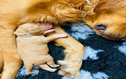 Golden Retriever dogs for sale: 🌟Gorgeous Golden Retriever Puppies🌟 - Image 10