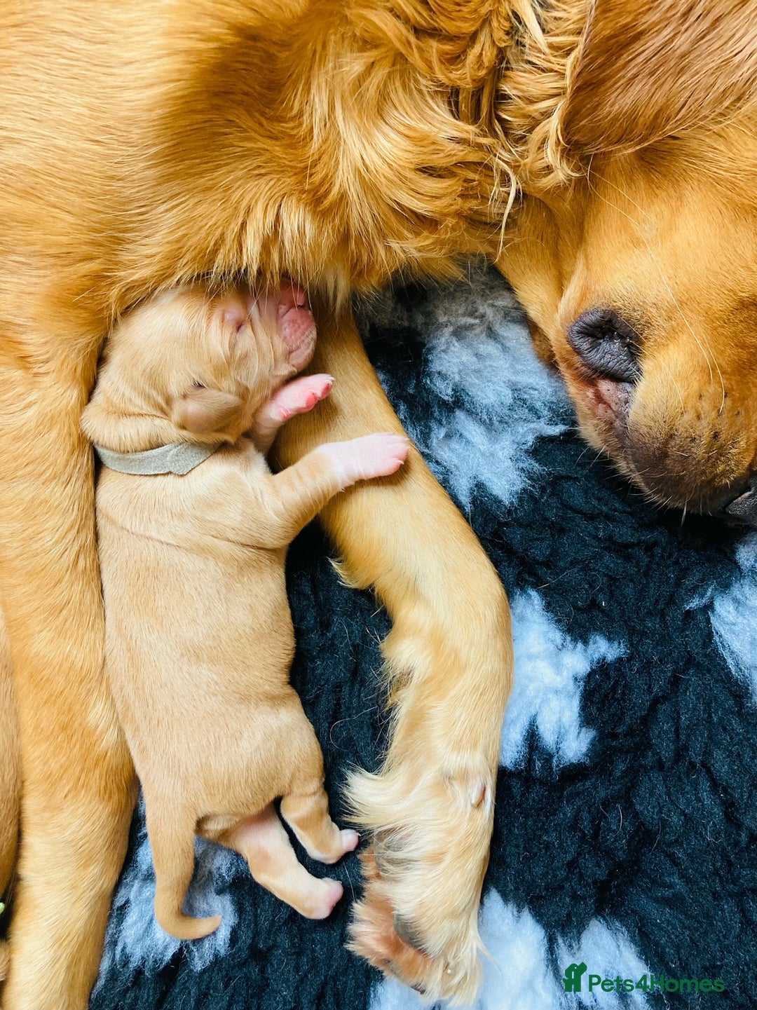 Golden Retriever dogs for sale: 🌟Gorgeous Golden Retriever Puppies🌟 - Image 10