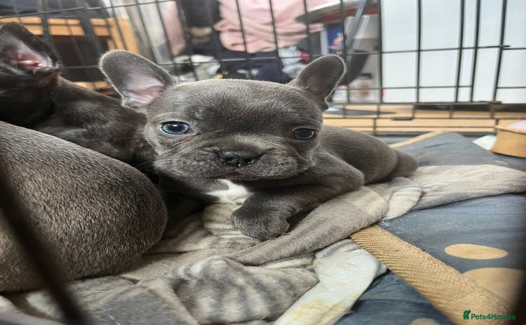 French Bulldog dogs - Advert 4