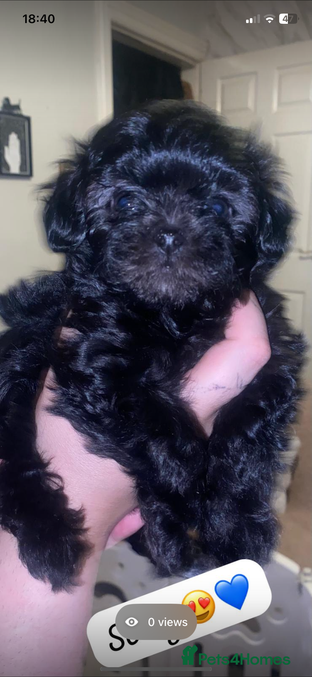 Maltipoo dogs for sale: F1 dollface Korean/Asian maltipoo fur babys  😍💙 - Advert 15