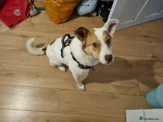 Mixed Breed dogs ❤️🐶 LILA – NOT FOR A BUSY HOME - Advert 2