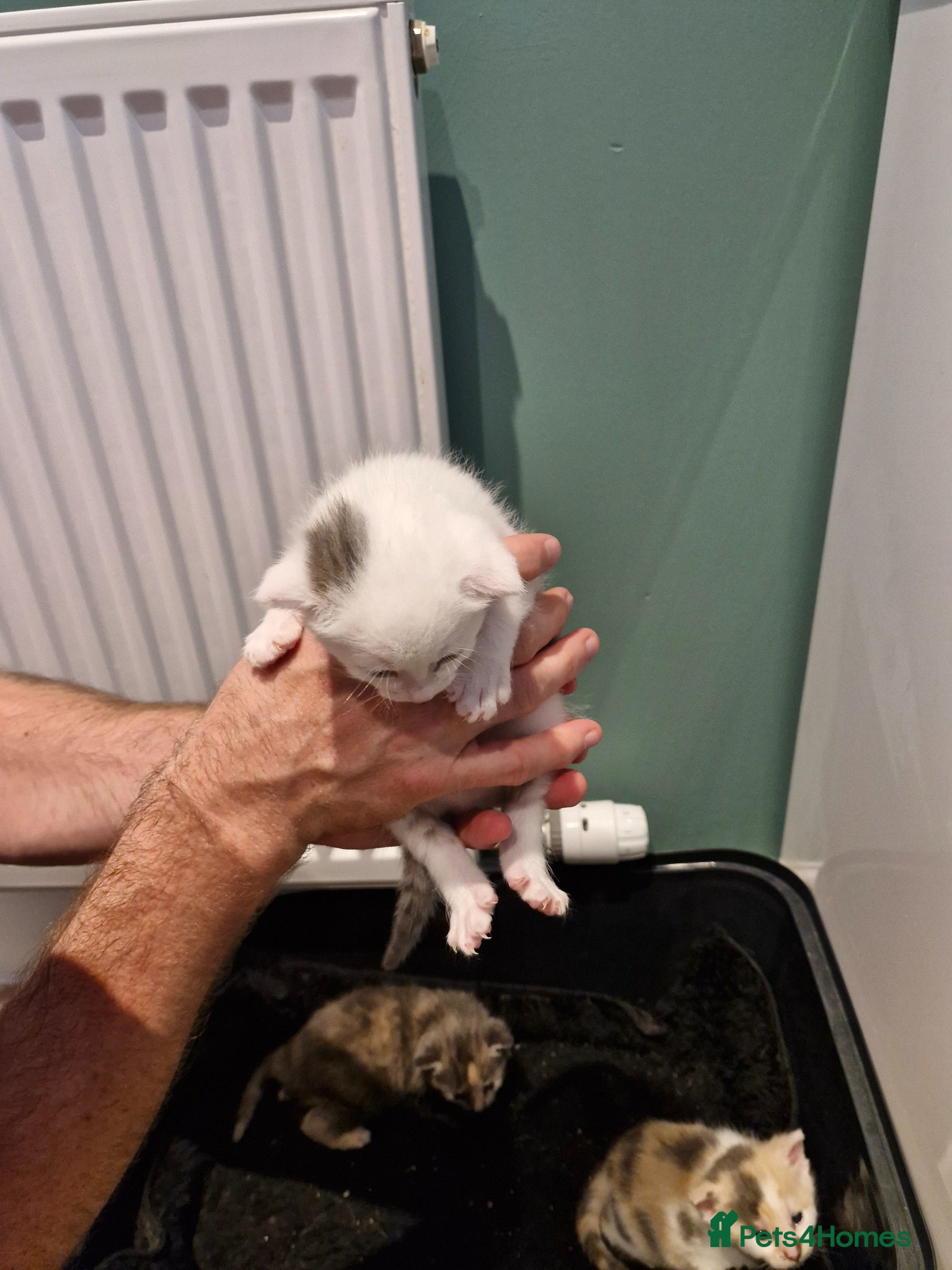 British Shorthair cats BSH CROSS BENGAL KITTENS - Advert 2