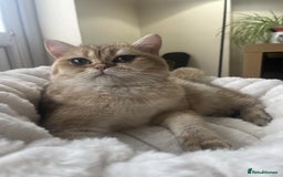 British Shorthair cats for sale: Meet Sofia–The Regal Beauty of British Shorthairs - Image 2