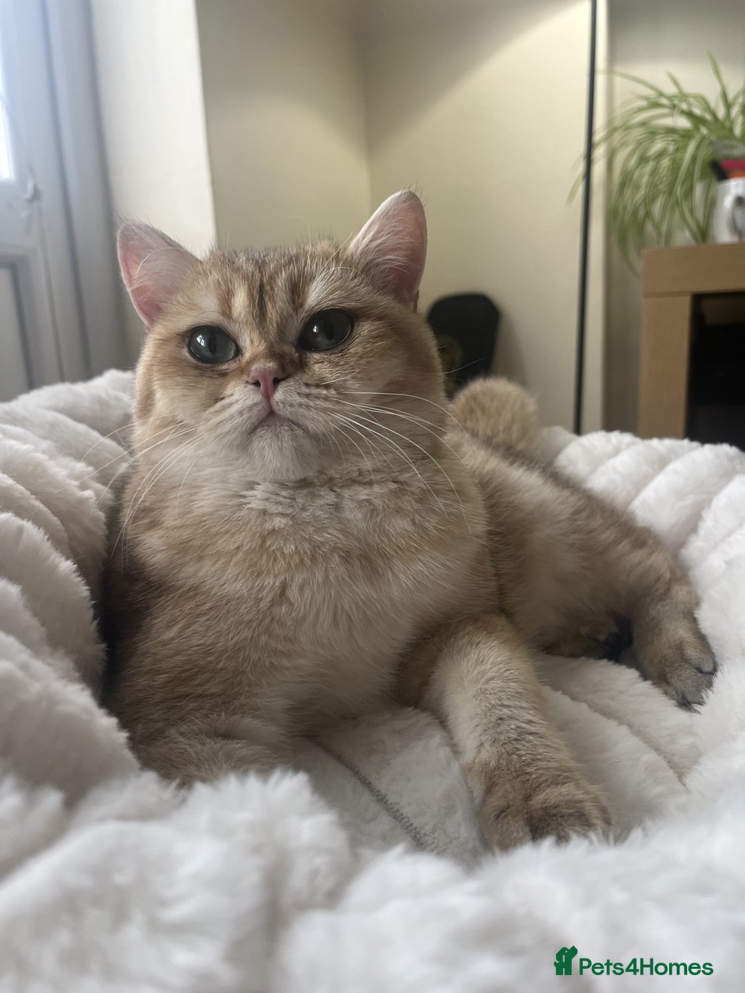 British Shorthair cats for sale: Meet Sofia–The Regal Beauty of British Shorthairs - Image 2