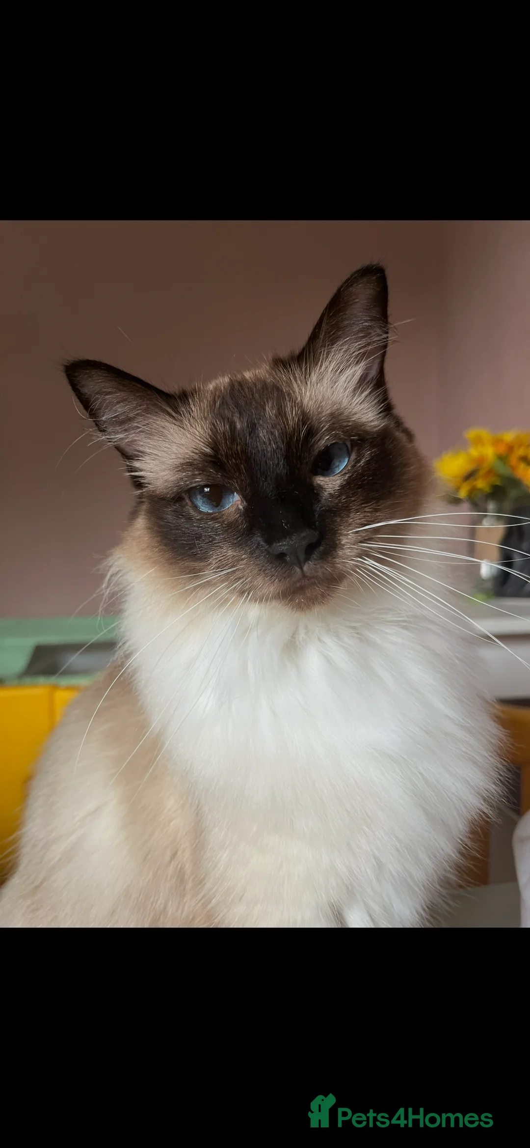 Ragdoll cats for sale: Ragdoll Kittens - Advert 2