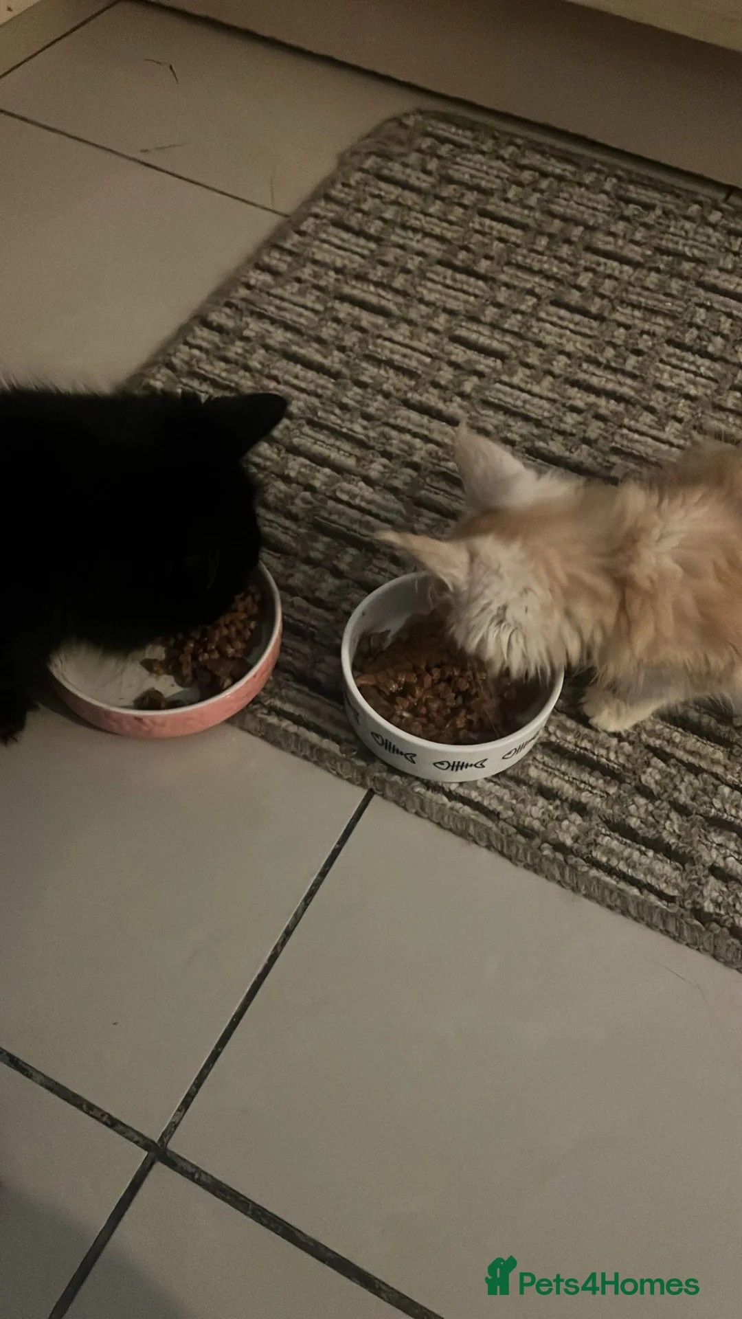 Mixed Breed cats for sale: Rehoming needed in Portsmouth - Advert 8
