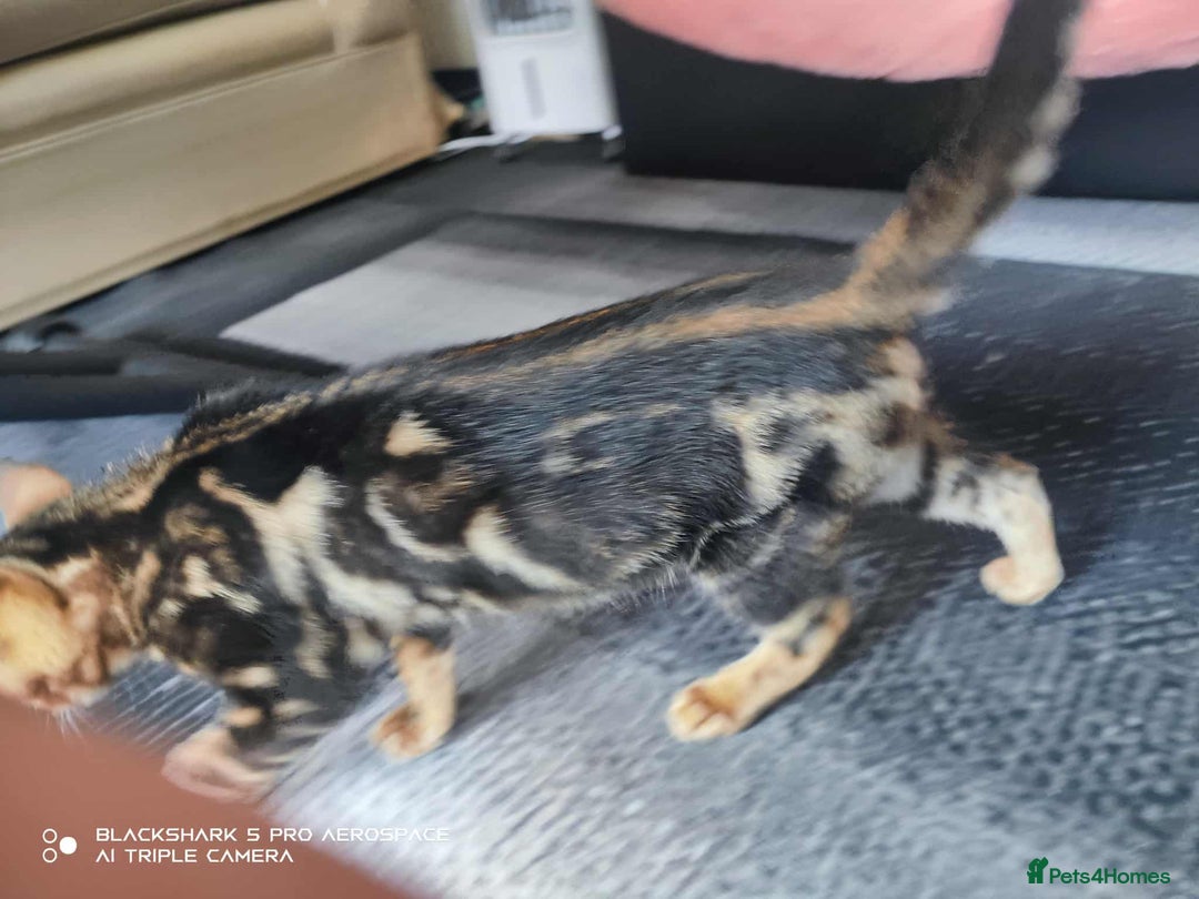 Bengal cats for sale: Three Beautiful Bengal Kittens For Sale - Image 6