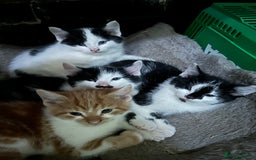 British Shorthair cats for sale: Farm kittens well socialised  - Image 1