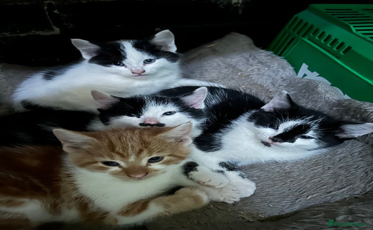 British Shorthair cats - Advert 5