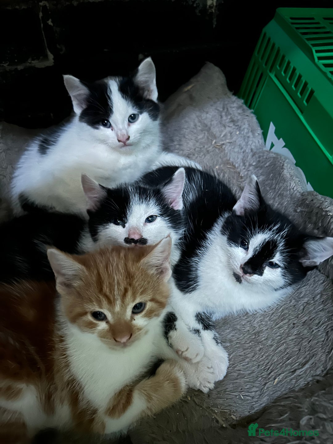 British Shorthair cats for sale: Farm kittens well socialised  - Image 1