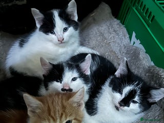 British Shorthair cats for sale - Advert 1