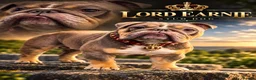 English Bulldog dogs for stud: Lord Earnie looking for a Date  - Advert 2