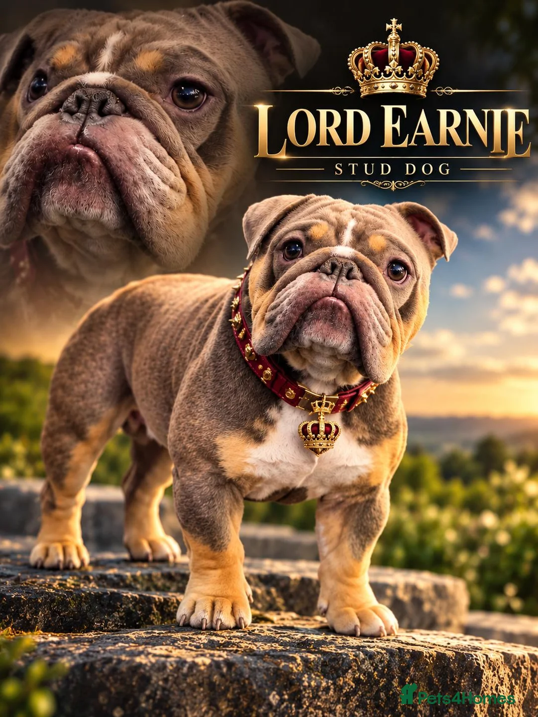 English Bulldog dogs for stud: Lord Earnie looking for a Date  - Advert 2