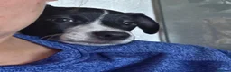 Jack Russell dogs for sale: Lovely jack russell sadly needs a new home. - Advert 4