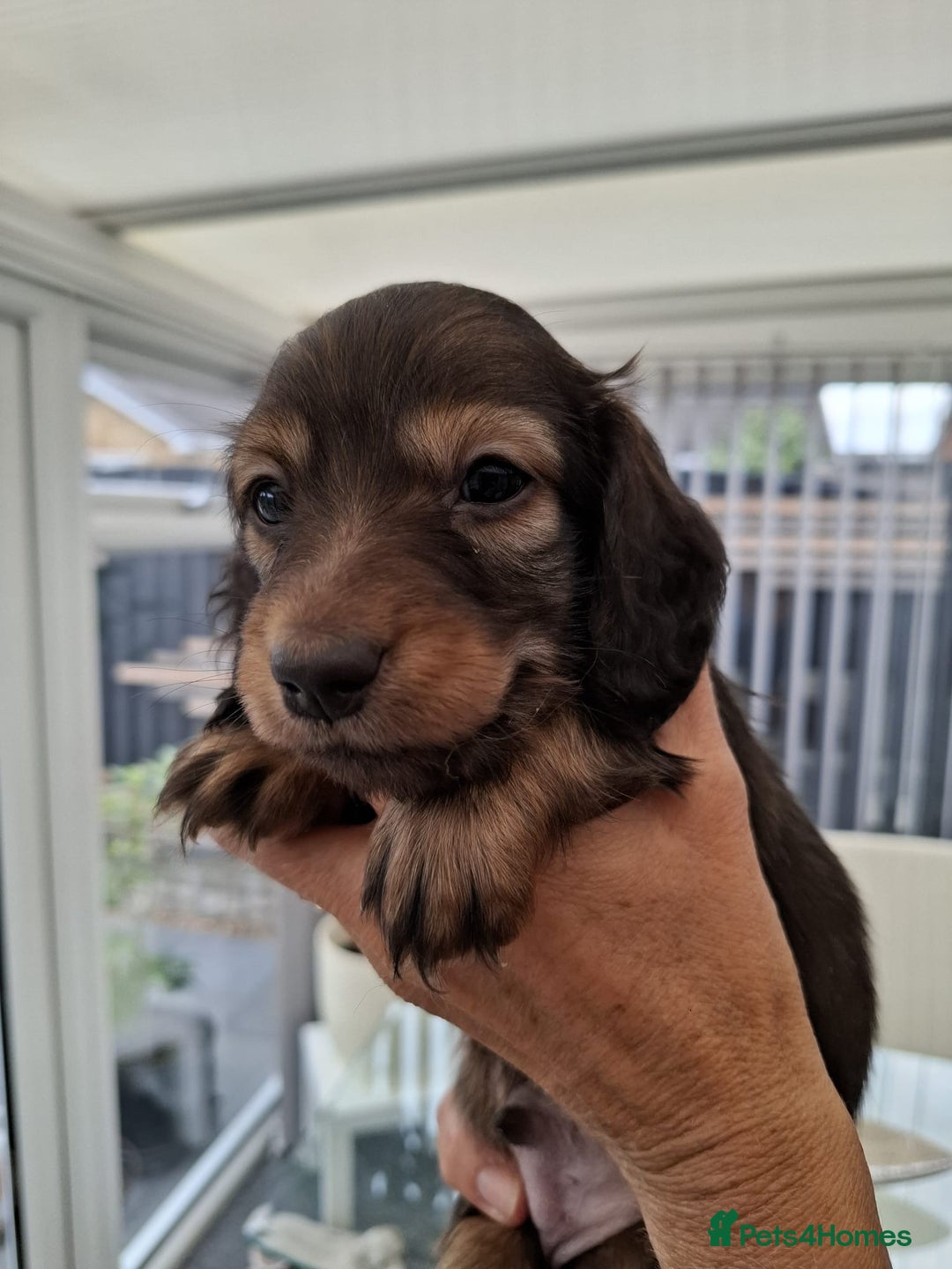 Miniature Dachshund dogs for sale: Mini L/H Dachshund boys - Image 5