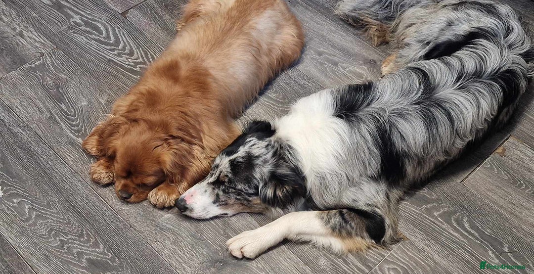 Border Collie dogs for stud: TRI BLUE MERLE BORDER COLLIE PROVEN STUD  - Image 10
