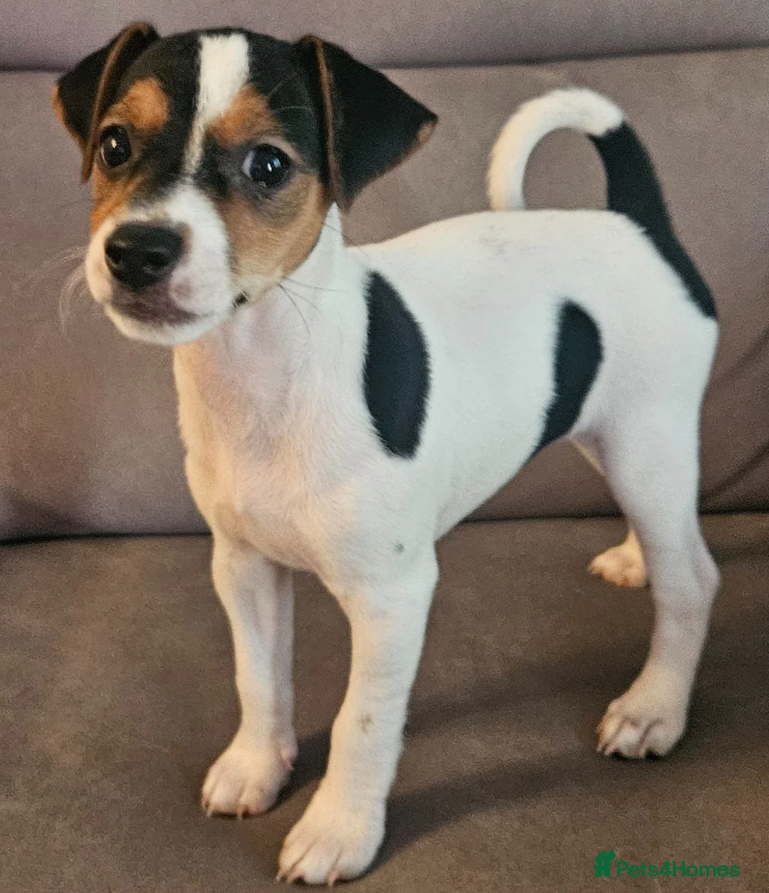 Jack Russell dogs for sale: Traditional jack Russell puppies  - Advert 2