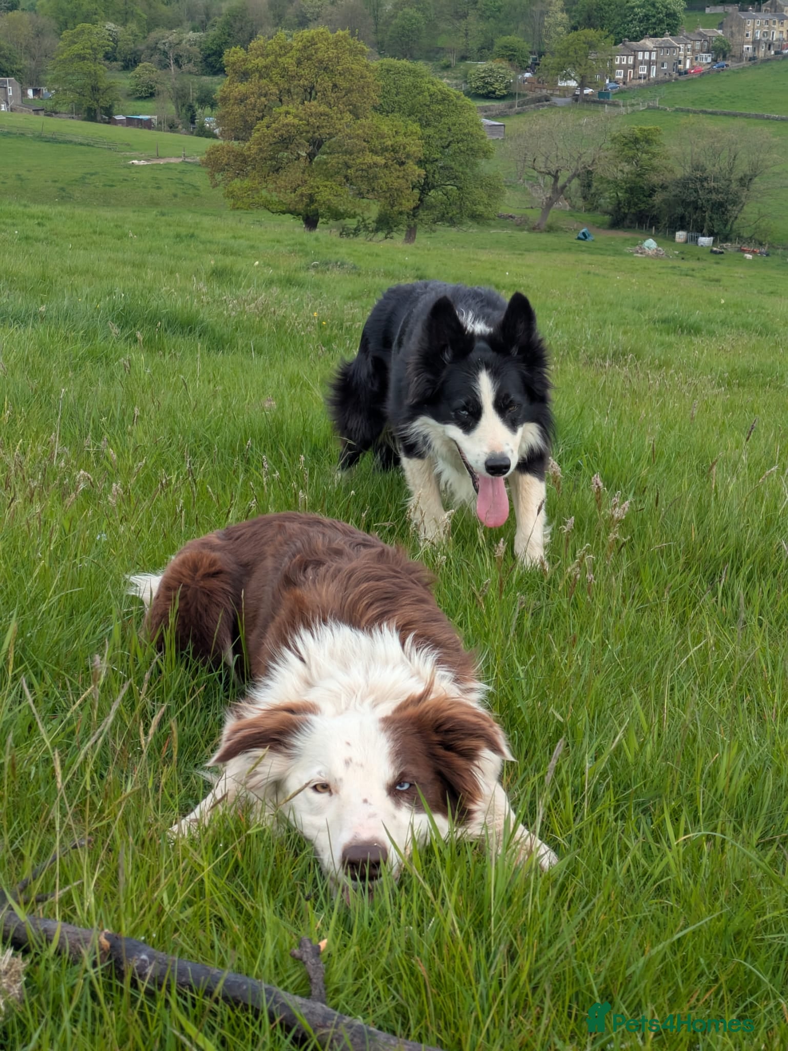 Border Collie dogs Cornmill Farm Border Collies  - Advert 17