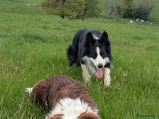Border Collie dogs Cornmill Farm Border Collies - Advert 17