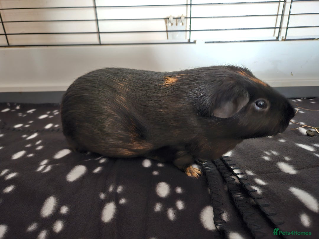 Guinea Pig rodents for sale: 4 Guinea pigs for adoption - Image 4