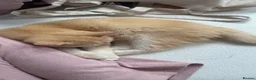 British Shorthair cats for sale: 💕 Golden and white British shorthair kittens 💕 - Advert 4