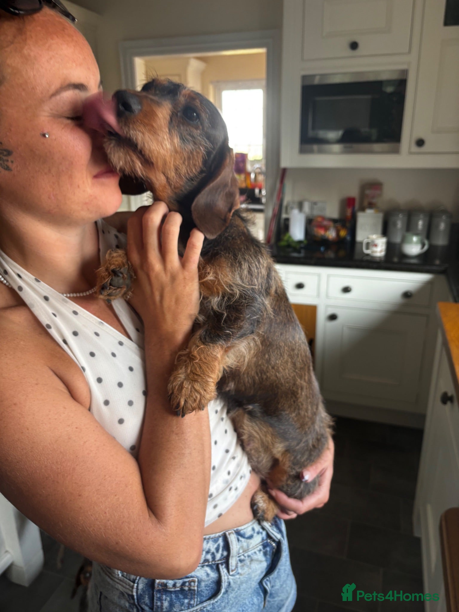 Dachshund dogs Pipsqueak is looking for a new family! - Advert 2
