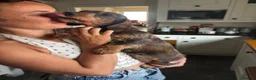 Dachshund dogs for sale: Pipsqueak is looking for a new family! - Advert 2