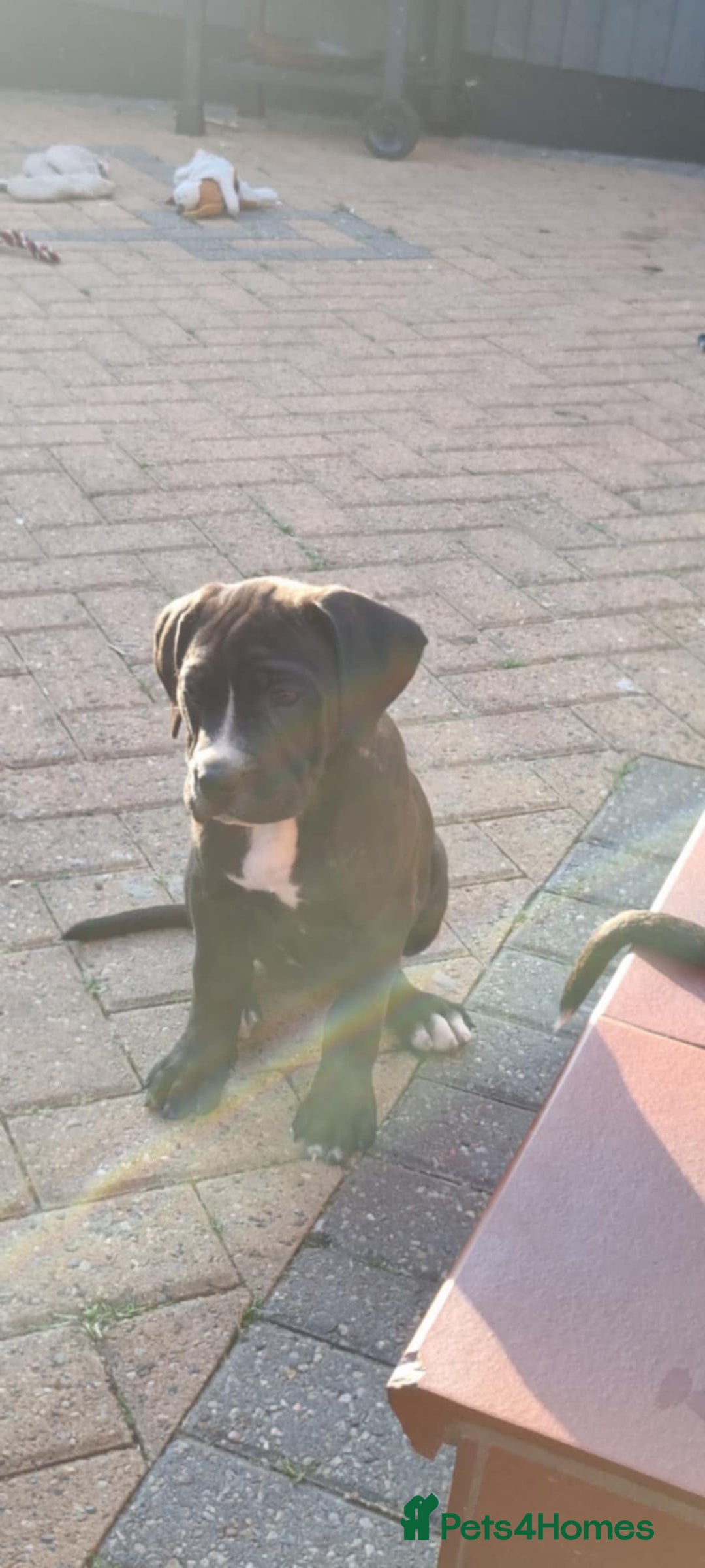 Mixed Breed dogs for sale: Ready to collect – Cane Corso x Staffy puppies  - Image 13