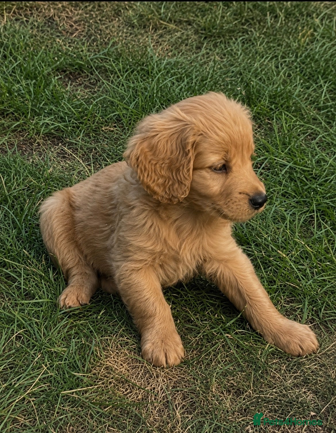 Cavapoo dogs Beautiful Cavapoo pup 🐶  - Advert 12