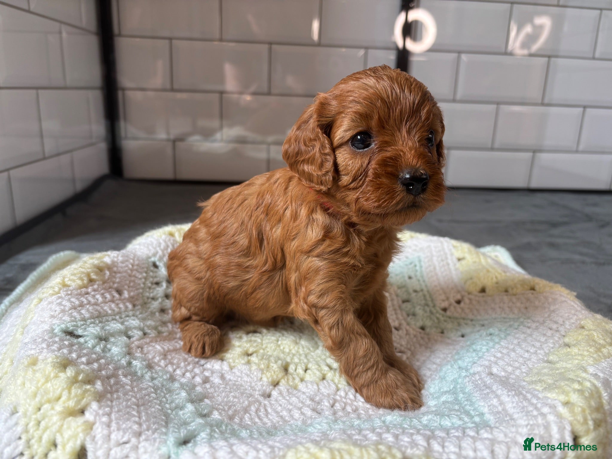 Cavapoo dogs Beautiful Cavapoo pups ready to leave 20th August! - Advert 4
