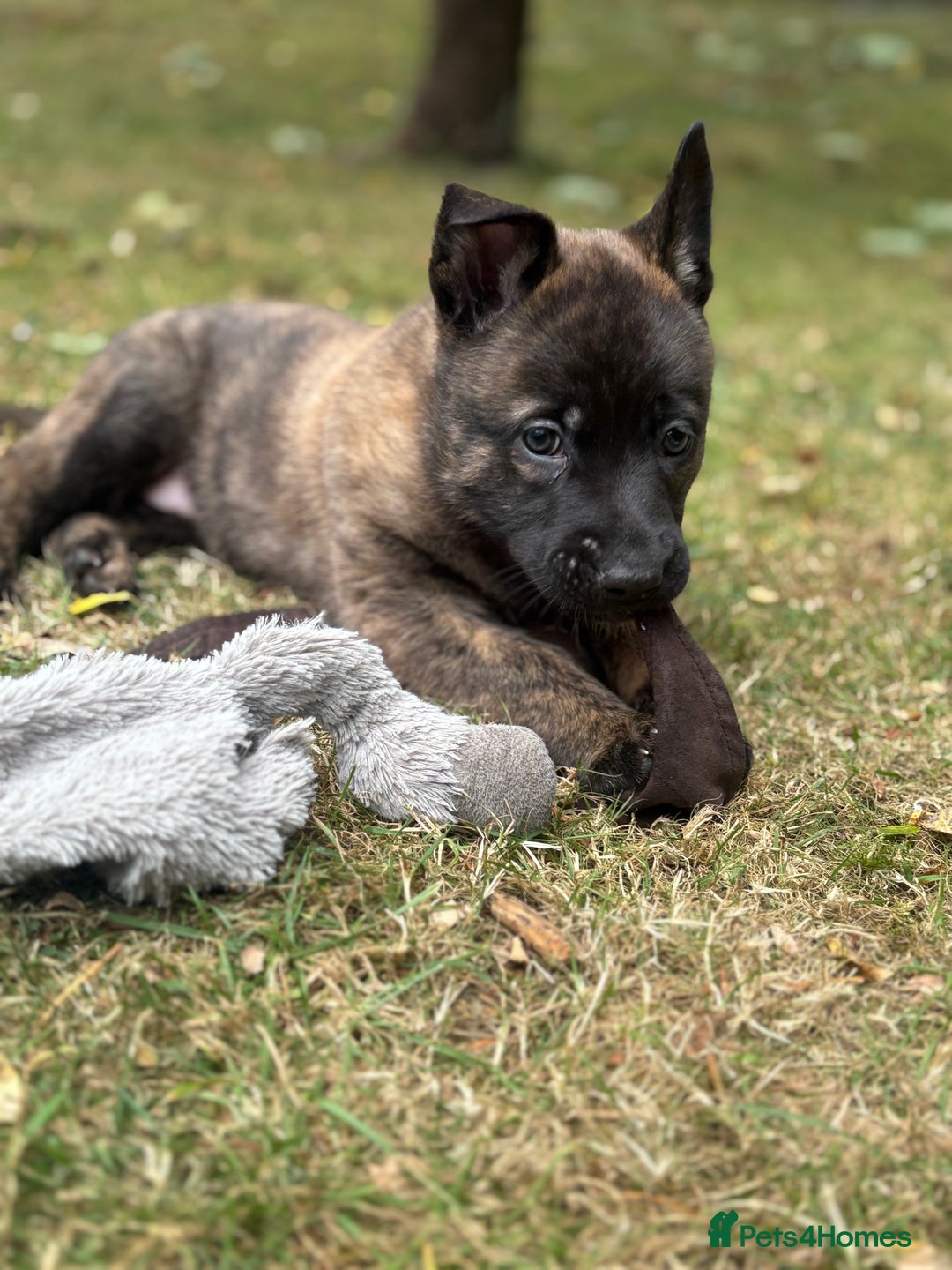 Belgian Shepherd Dog dogs for sale: Dutch herder puppies  - Image 27