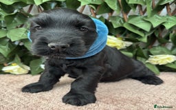 Cocker Spaniel dogs for sale: Last beautiful boy ! import line show cockers - Image 22