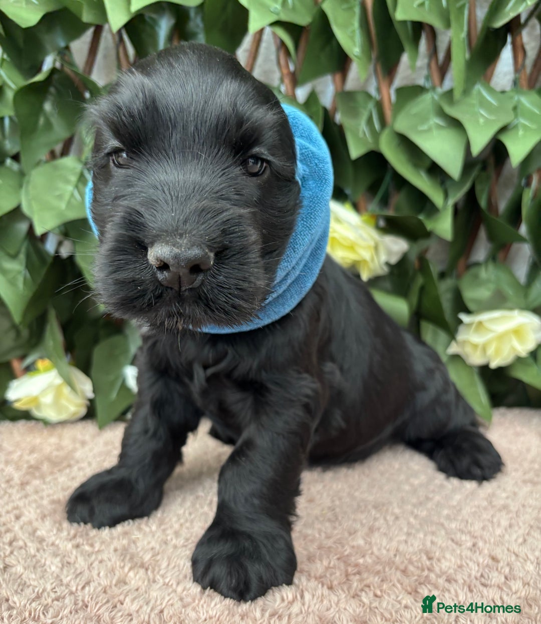 Cocker Spaniel dogs for sale: Last beautiful boy ! import line show cockers - Image 22