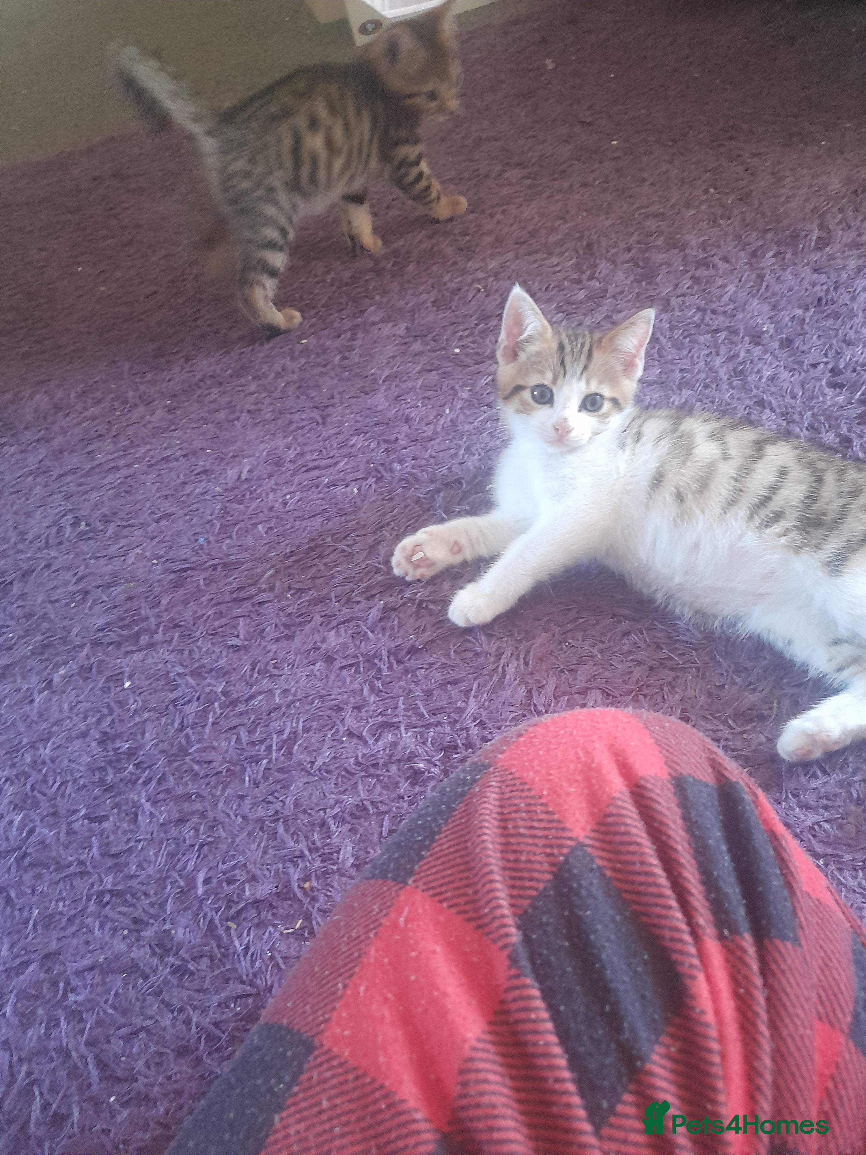 Mixed Breed cats Cute and playful Bengal Kittens. - Advert 1