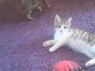 Mixed Breed cats Cute and playful Bengal Kittens. - Advert 1