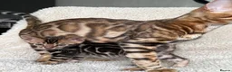 Bengal cats for sale: 🐾 Beautiful Bengal Kittens Available! 🐆❤️ - Advert 1