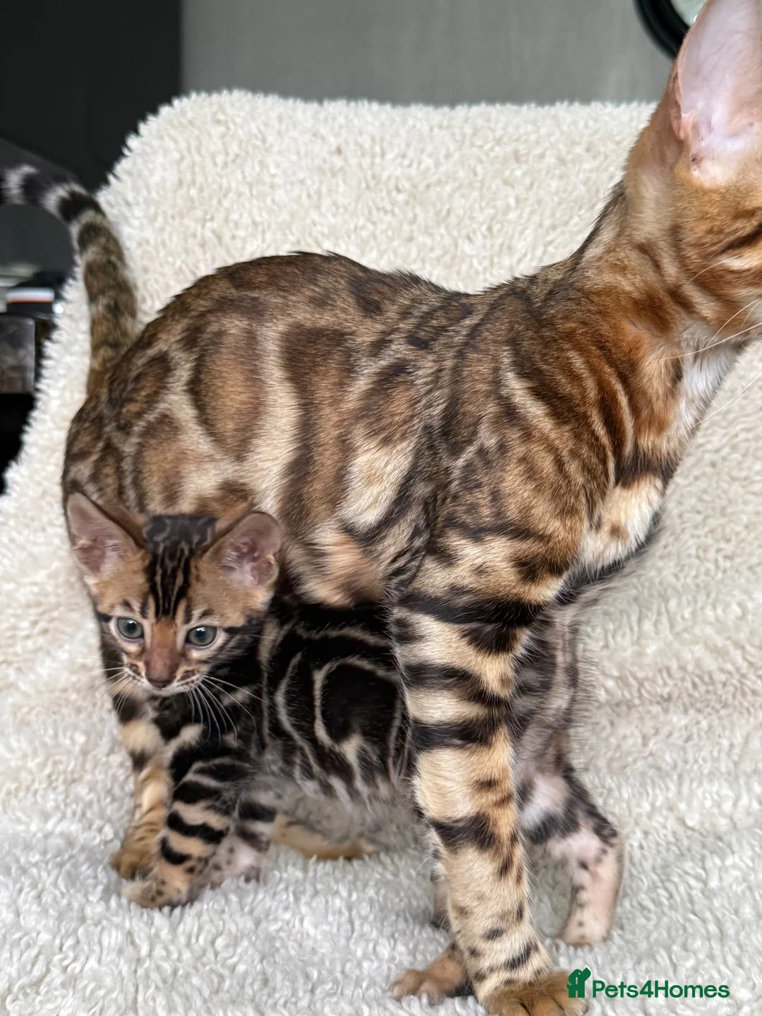 Bengal cats for sale: 🐾 Beautiful Bengal Kittens Available! 🐆❤️ - Advert 1