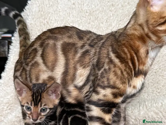 Bengal cats 🐾 Beautiful Bengal Kittens Available! 🐆❤️ - Advert 14