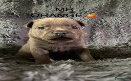 Staffordshire Bull Terrier dogs for sale: Paws Above The Rest  - Image 25