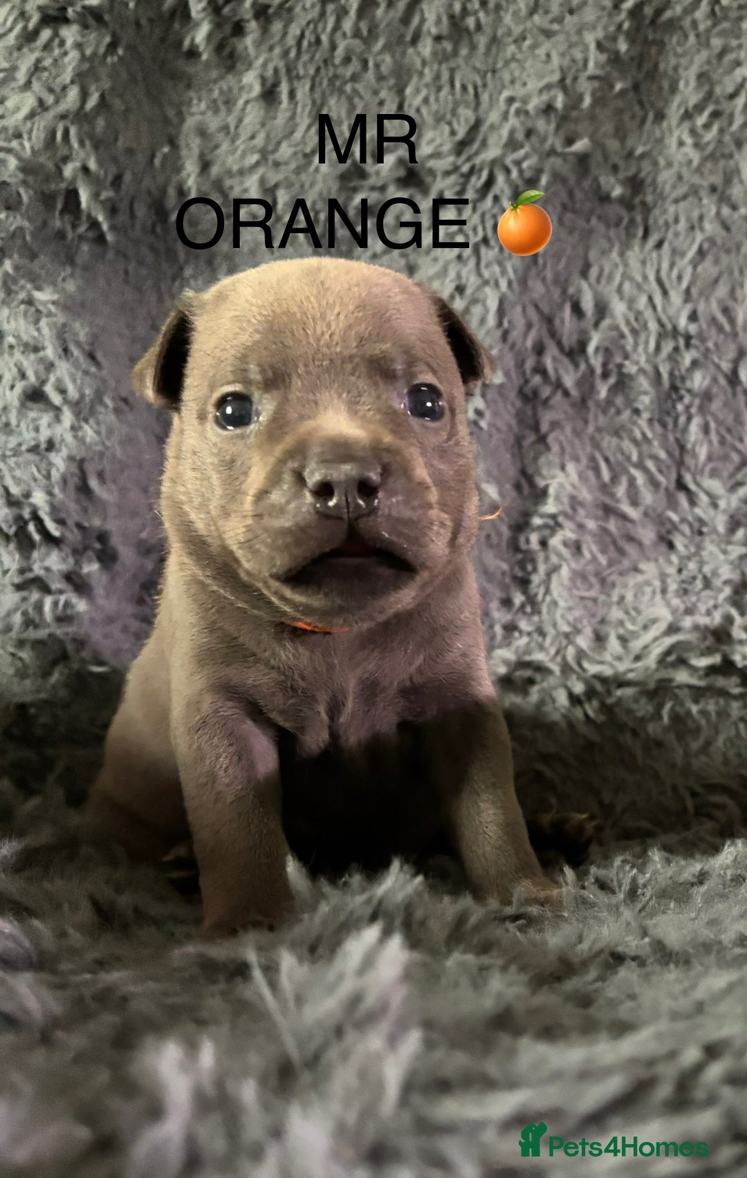 Staffordshire Bull Terrier dogs for sale: Paws Above The Rest  - Image 25