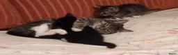 Mixed Breed cats for sale: Cute Mixed Breed Kittens Ready for Loving Homes - Advert 2