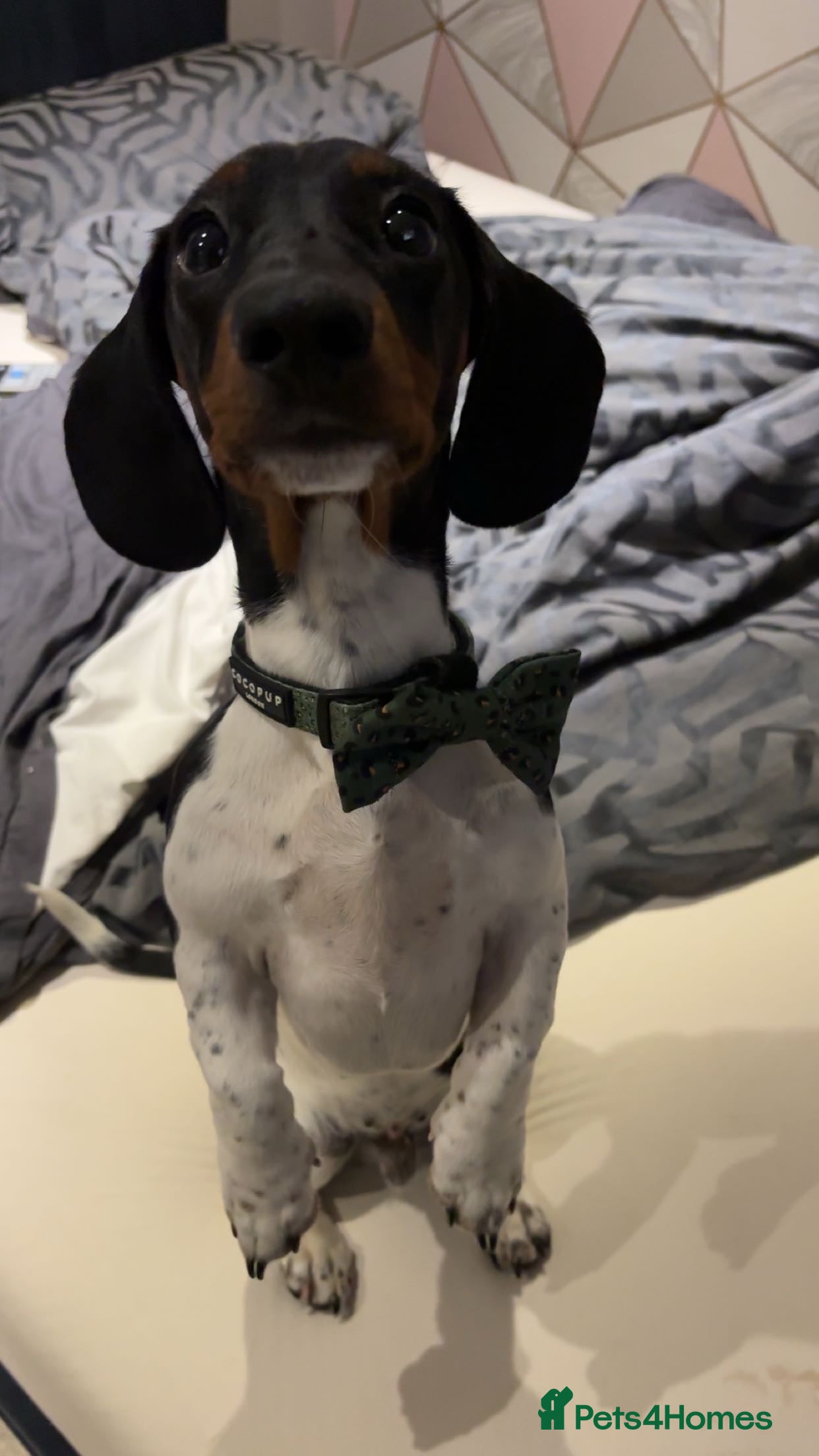 Dachshund dogs 1 year old male Dachshund - Advert 2