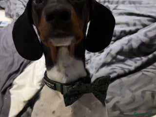 Dachshund dogs 1 year old male Dachshund - Advert 1